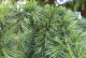 Cedr HIMALAJSKI - Cedrus Deodara do uprawy w Polsce