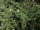 Cedr HIMALAJSKI - Cedrus Deodara do uprawy w Polsce