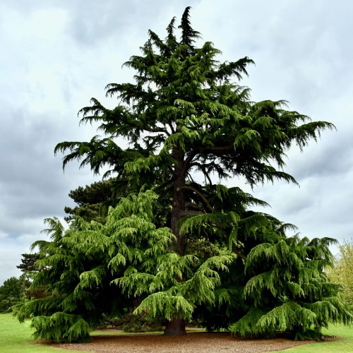 Cedr HIMALAJSKI - Cedrus Deodara do uprawy w Polsce