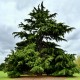Cedr HIMALAJSKI - Cedrus Deodara do uprawy w Polsce
