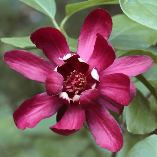 Kielichowiec WONNY sadzonka - Calycanthus floridus
