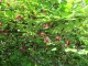 Kielichowiec WONNY sadzonka - Calycanthus floridus