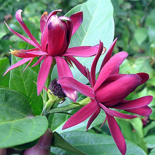 Kielichowiec WONNY sadzonka - Calycanthus floridus