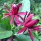 Kielichowiec WONNY sadzonka - Calycanthus floridus