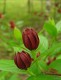 Kielichowiec WONNY sadzonka - Calycanthus floridus