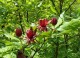 Kielichowiec WONNY sadzonka - Calycanthus floridus