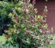 Kielichowiec WONNY sadzonka - Calycanthus floridus