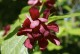 Kielichowiec WONNY sadzonka - Calycanthus floridus