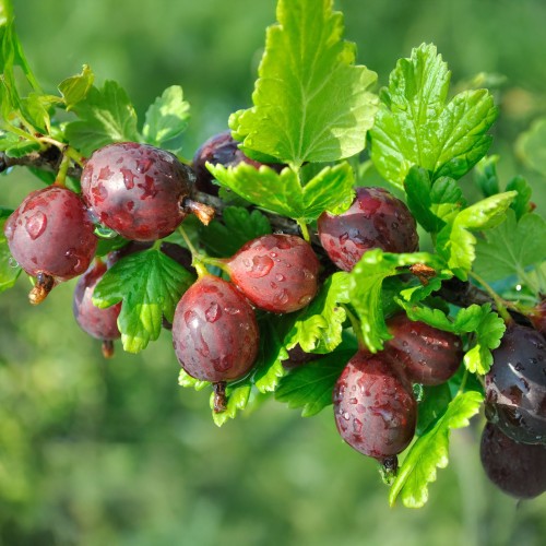 Agrest NA PNIU czerwony RODNIK - sadzonki