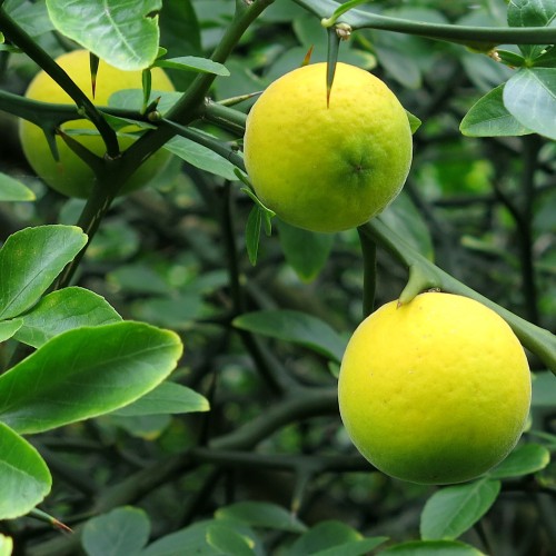 Pomarańcza TRÓJLISTKOWA, chińska, citrus trifoliata, poncyria - mrozoodporna