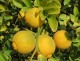 Pomarańcza TRÓJLISTKOWA, chińska, citrus trifoliata, poncyria - mrozoodporna
