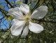 Pomarańcza TRÓJLISTKOWA, chińska, citrus trifoliata, poncyria - mrozoodporna