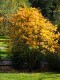 Pomarańcza TRÓJLISTKOWA, chińska, citrus trifoliata, poncyria - mrozoodporna