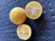Pomarańcza TRÓJLISTKOWA, chińska, citrus trifoliata, poncyria - mrozoodporna