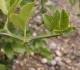 Pomarańcza TRÓJLISTKOWA, chińska, citrus trifoliata, poncyria - mrozoodporna