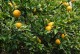 Pomarańcza TRÓJLISTKOWA, chińska, citrus trifoliata, poncyria - mrozoodporna