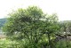 Pomarańcza TRÓJLISTKOWA, chińska, citrus trifoliata, poncyria - mrozoodporna