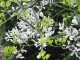 Pomarańcza TRÓJLISTKOWA, chińska, citrus trifoliata, poncyria - mrozoodporna