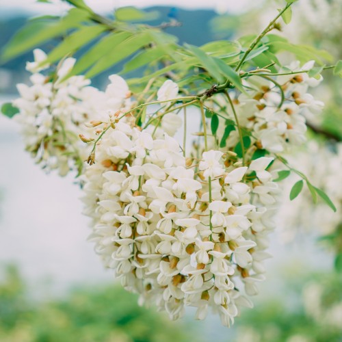 Perełkowiec JAPOŃSKI - sofora japońska, szupin