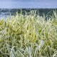 Lasecznica trzcinowata ELY arundo donax - bambus w ogrodzie