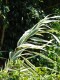 Lasecznica trzcinowata ELY arundo donax - bambus w ogrodzie