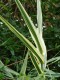 Lasecznica trzcinowata ELY arundo donax - bambus w ogrodzie