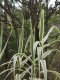 Lasecznica trzcinowata ELY arundo donax - bambus w ogrodzie