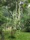 Lasecznica trzcinowata ELY arundo donax - bambus w ogrodzie