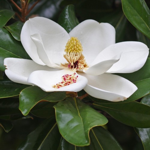 Magnolia grandiflora LITTLE GEM zimozielona biała - drzewo, krzew sadzonka