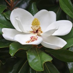 Magnolia grandiflora LITTLE GEM zimozielona biała - drzewo, krzew sadzonka