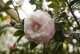 Kamelia japońska NUCCIO'S PEARL - Camellia biało-różowy kwiat