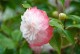 Kamelia japońska NUCCIO'S PEARL - Camellia biało-różowy kwiat