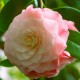 Kamelia japońska NUCCIO'S PEARL - Camellia biało-różowy kwiat