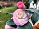 Kamelia japońska NUCCIO'S PEARL - Camellia biało-różowy kwiat
