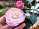 Kamelia japońska NUCCIO'S PEARL - Camellia biało-różowy kwiat