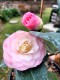 Kamelia japońska NUCCIO'S PEARL - Camellia biało-różowy kwiat