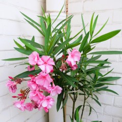 Oleander pospolity NA PNIU różowy - sadzonka formowana