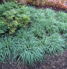 Turzyca sina BLUE ZINGER- niebieska, zwiewna kaskada