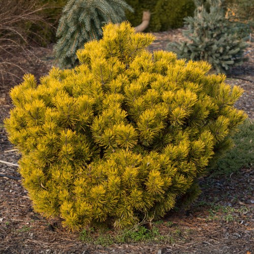 Sosna górska żółta karłowa CARSTEN - kosodrzewina sadzonki