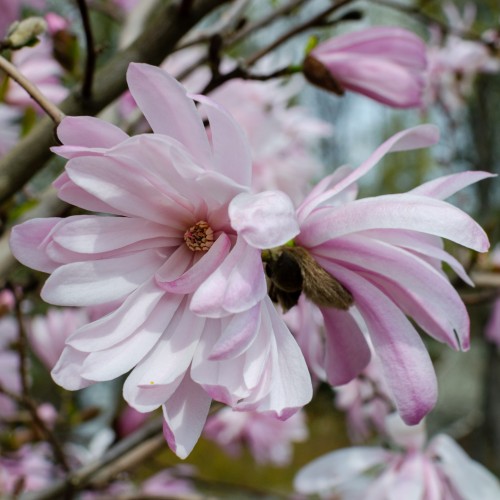 Magnolia ROSEA stellata gwieżdzista różowa - drzewo, krzew sadzonka