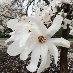 Magnolia loebneri MERRILL biała - drzewo, krzew sadzonka