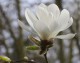 Magnolia loebneri MERRILL biała - drzewo, krzew sadzonka