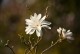 Magnolia loebneri MERRILL biała - drzewo, krzew sadzonka