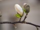 Magnolia loebneri MERRILL biała - drzewo, krzew sadzonka