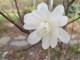 Magnolia loebneri MERRILL biała - drzewo, krzew sadzonka