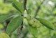 Magnolia loebneri MERRILL biała - drzewo, krzew sadzonka