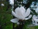 Magnolia loebneri MERRILL biała - drzewo, krzew sadzonka