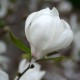Magnolia loebneri MERRILL biała - drzewo, krzew sadzonka