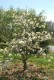 Magnolia loebneri MERRILL biała - drzewo, krzew sadzonka