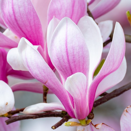 Magnolia GEORGE HENRY KERN różowa - drzewo, krzew sadzonka